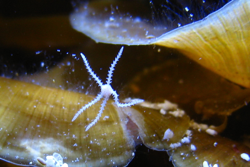 Small White Starfish